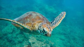 Lumia 950 Sea Turtle