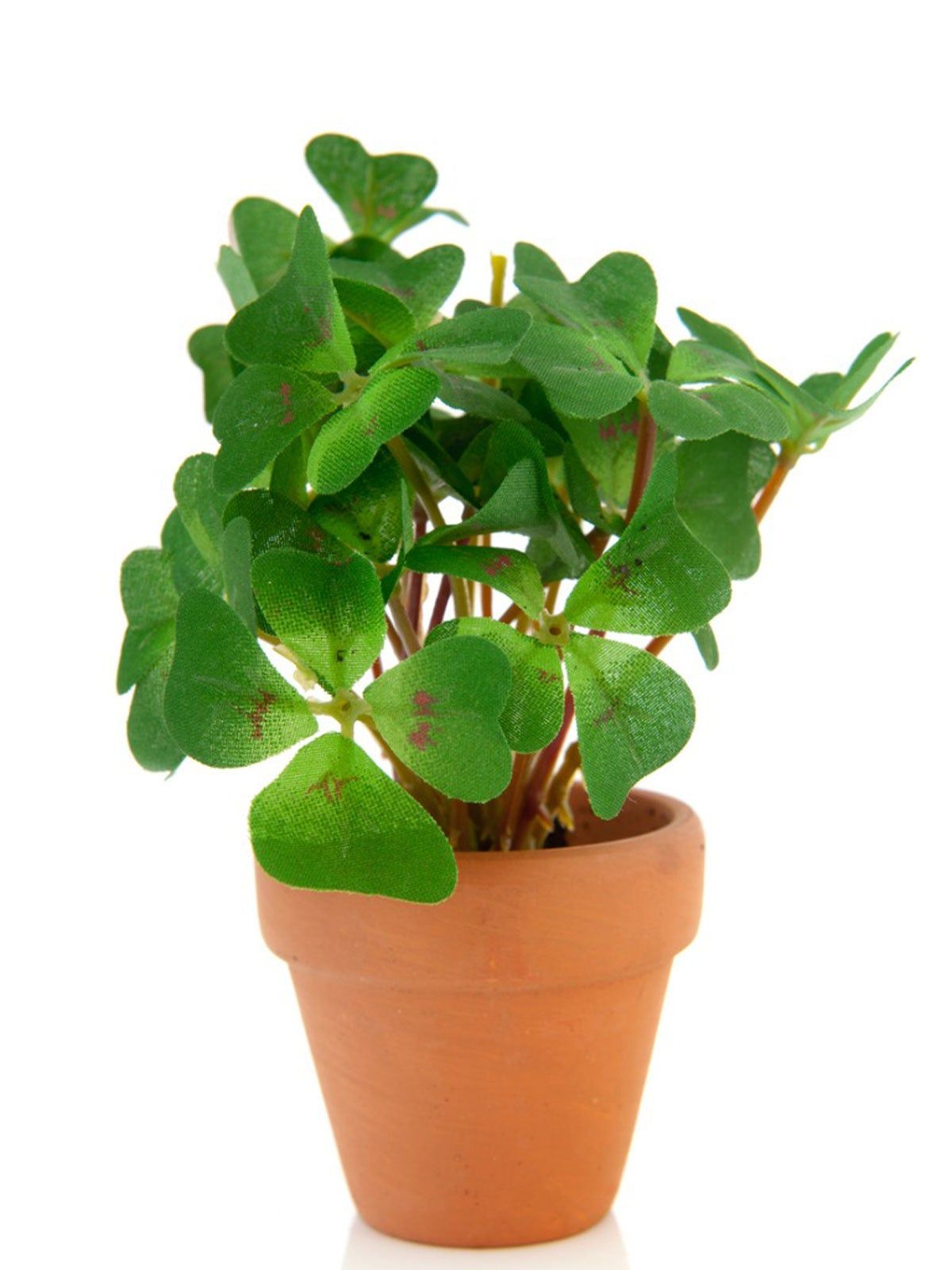 Potted Shamrock Plant