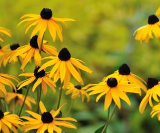 rudbeckias: black eyed susan flowers in garden