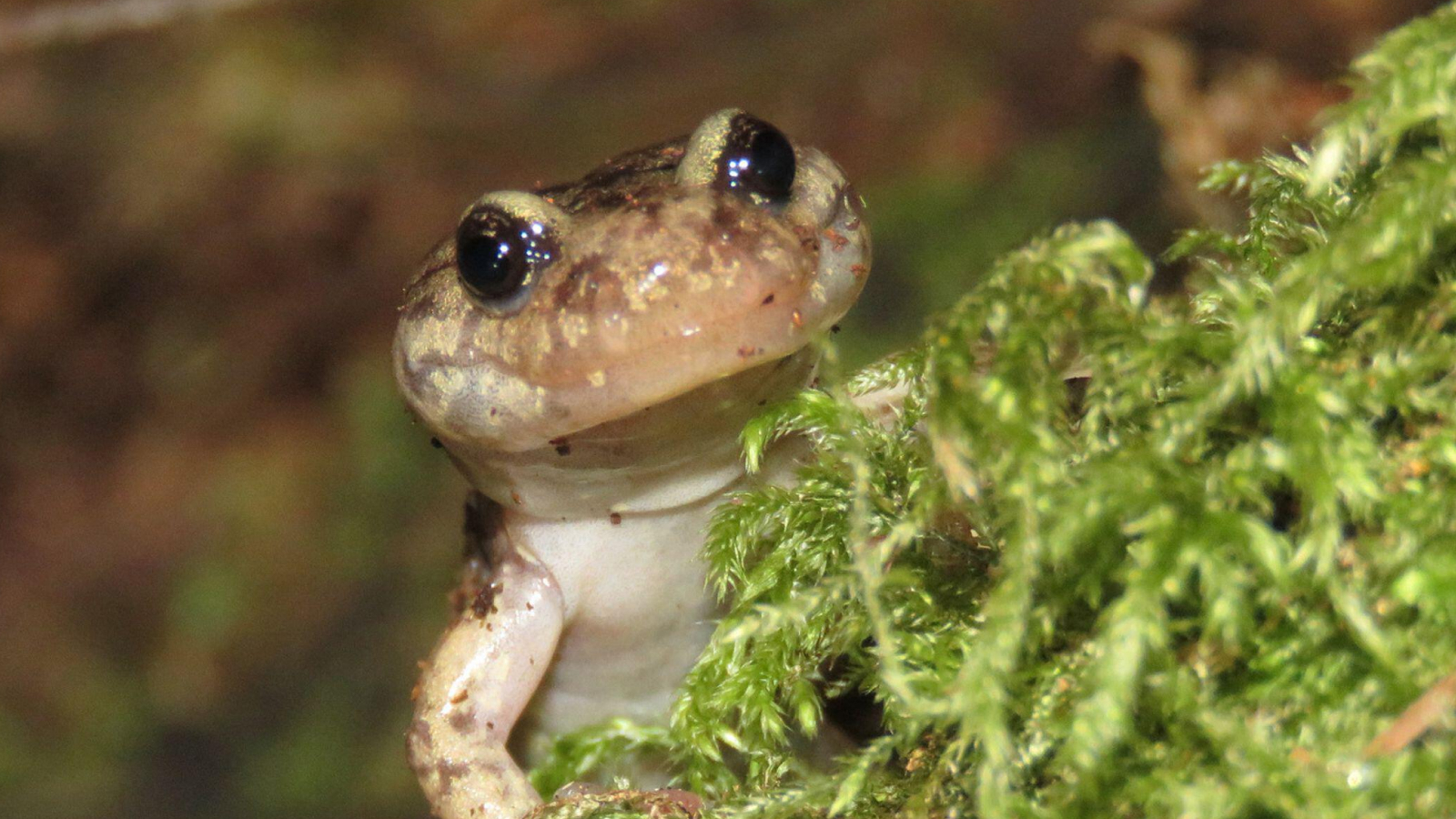 Wandering salamander (Aneides vagrans) 