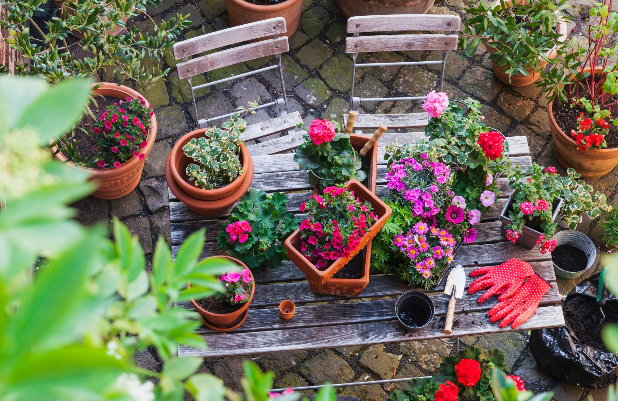 Gardening, different spring and summer flowers, gardening tools on garden table - stock photo