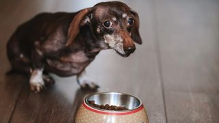 Brown dog looking anxious next to food bowl