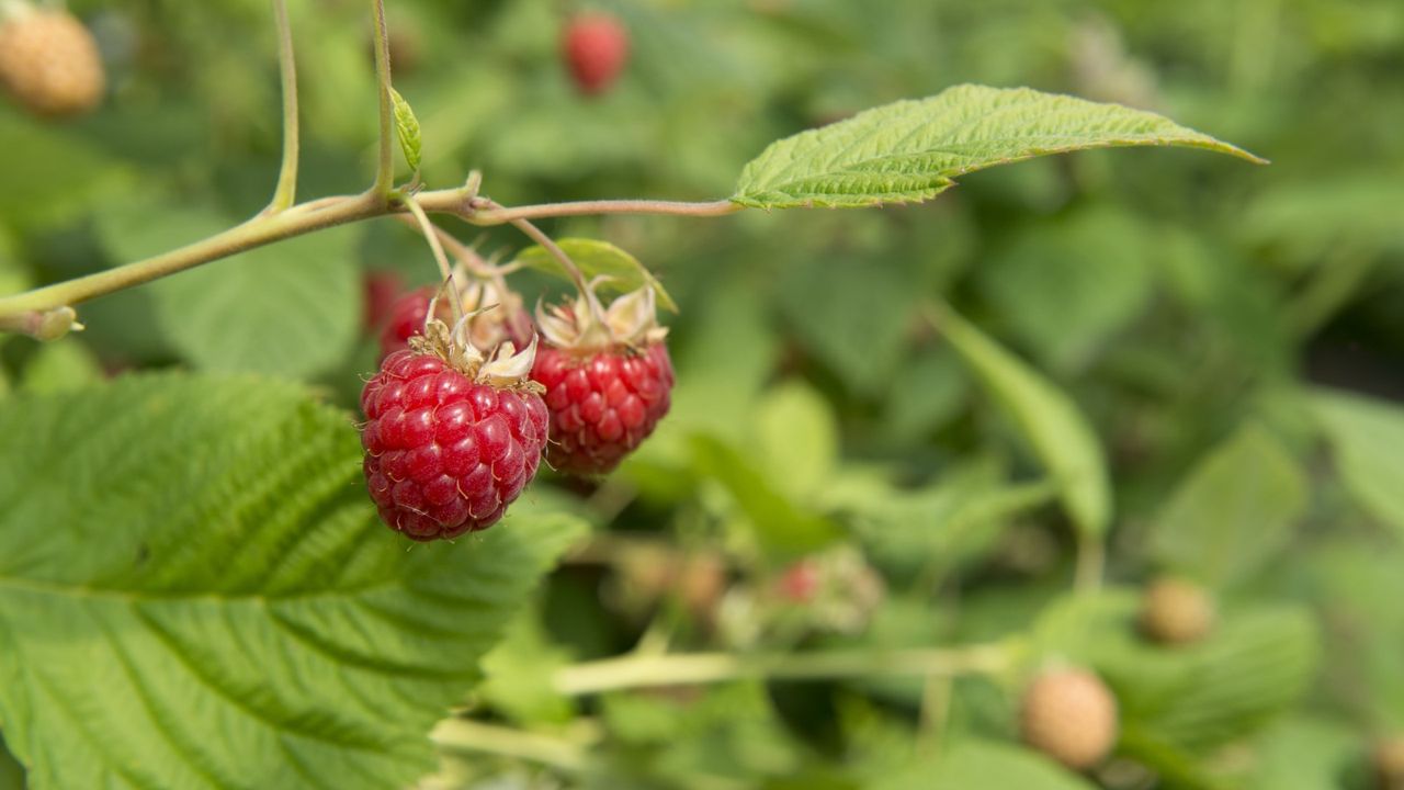 Red raspberries on a raspberry cane