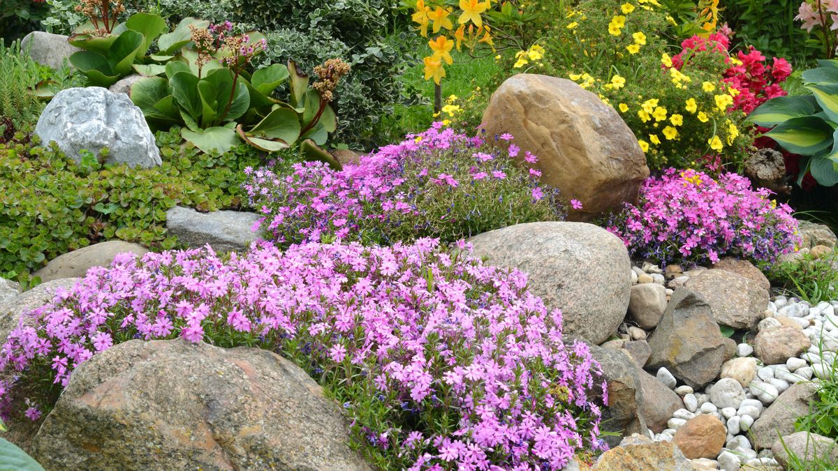 Plants growing on rocks