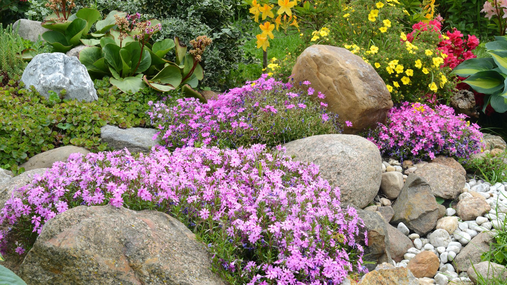 9 plants that can grow on rocks | Tom's Guide