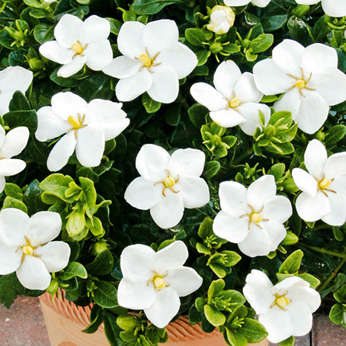 Gardenia 'kleim's Hardy'