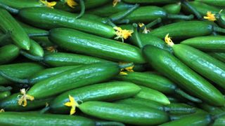 Lots of mini cucumbers