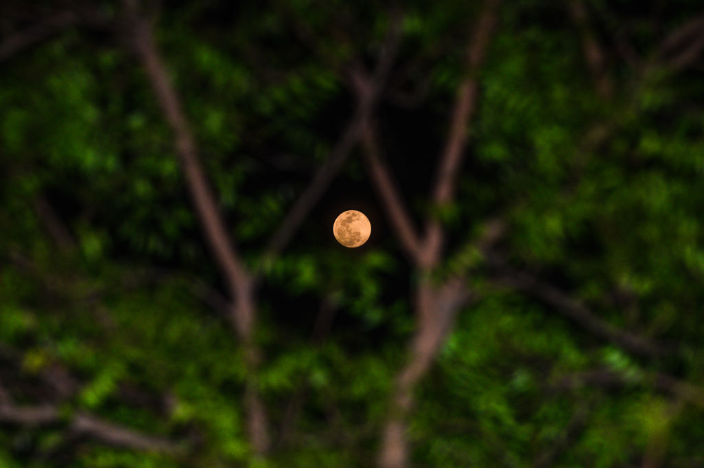 La pleine lune brillante peut être vue entre les branches des arbres