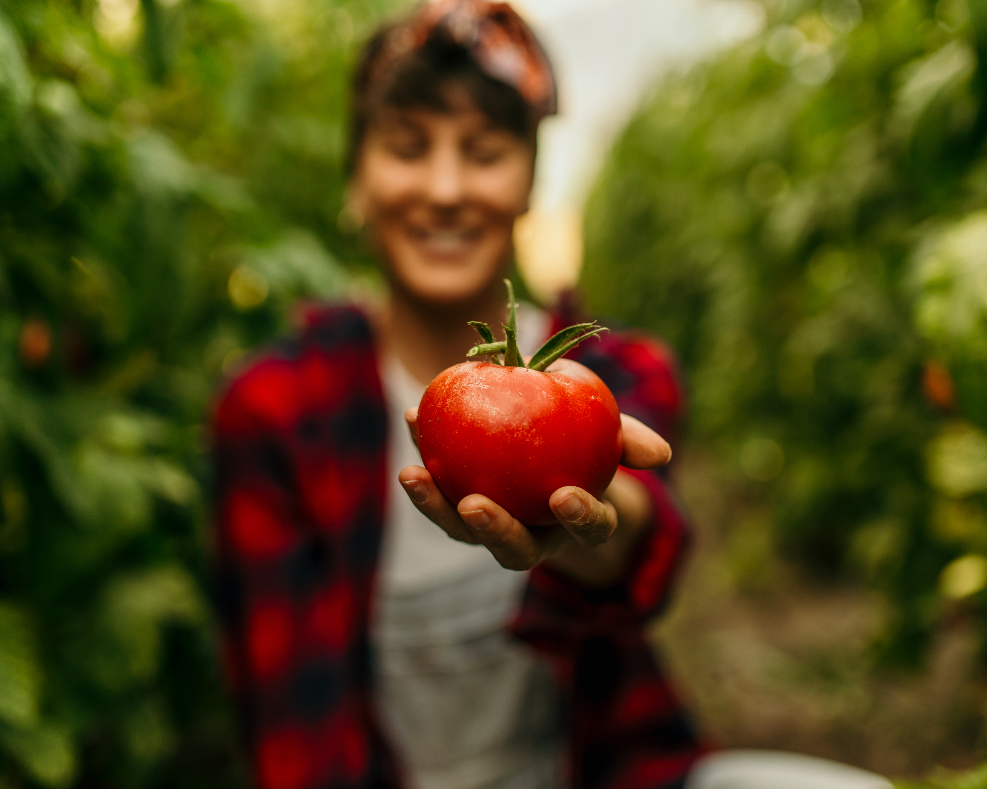 Happy woman farmer presenting a ripe heirloom tomato grown in a greenhouse