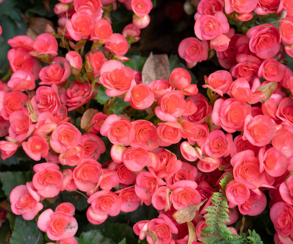 what temperatures can begonias tolerate