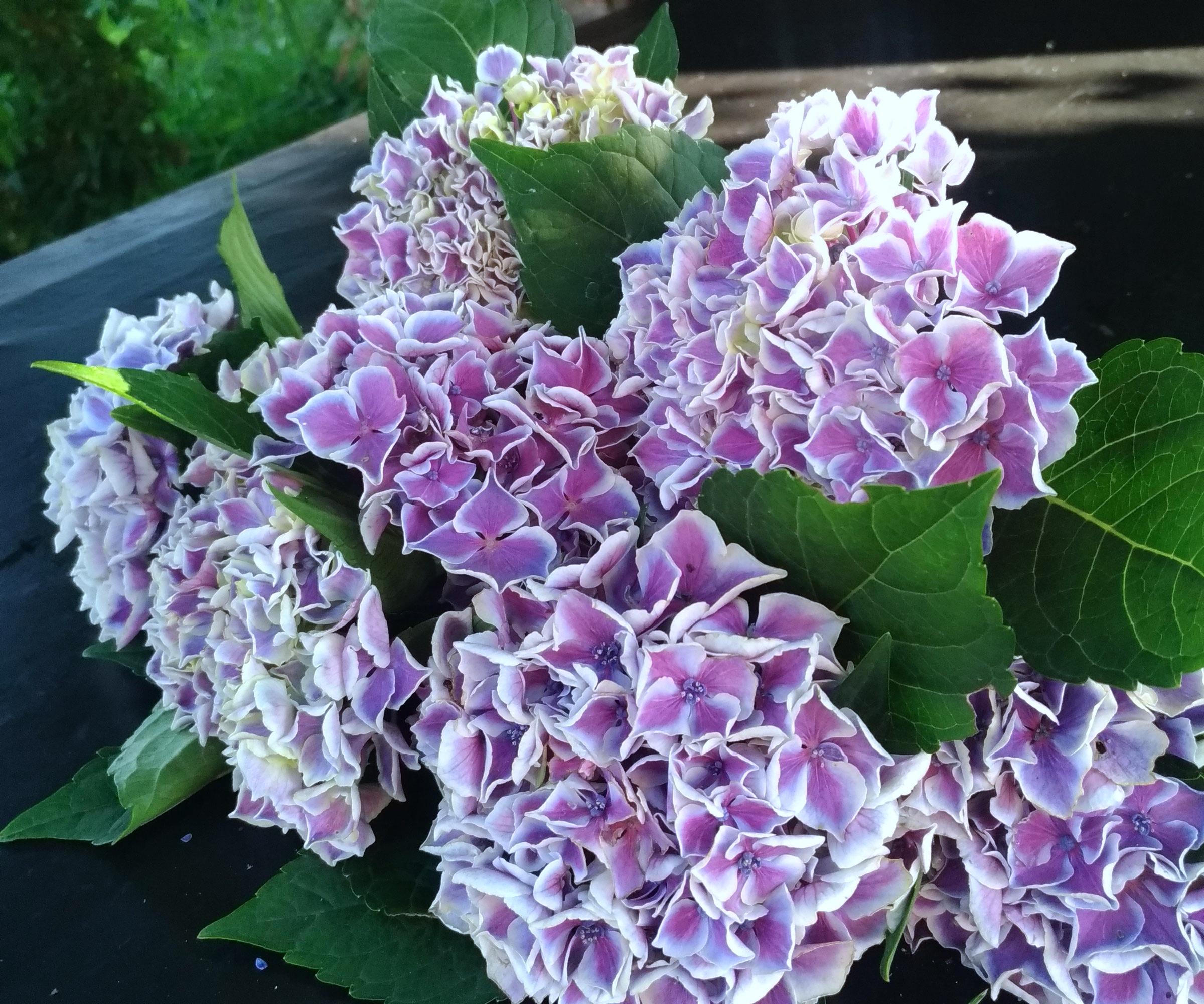 purple hydrangea Harlequin in bloom