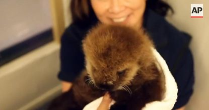 Watch the Chicago Shedd Aquarium's adorable sea otter pup make a splash