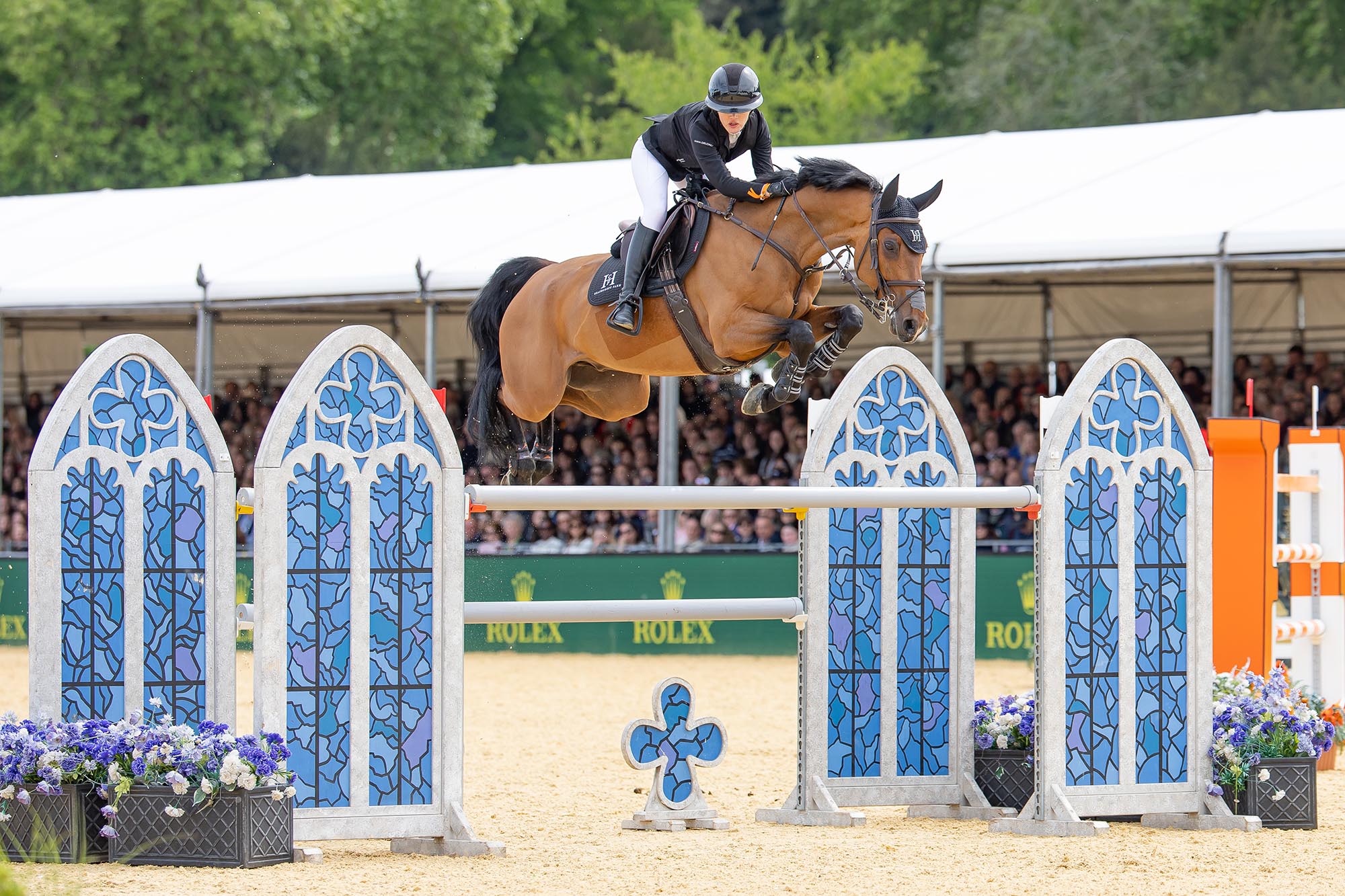 Bay horse jumps a large hwite and blue oxer ridden by a young lady rider in front of the Royal Windsor stands.