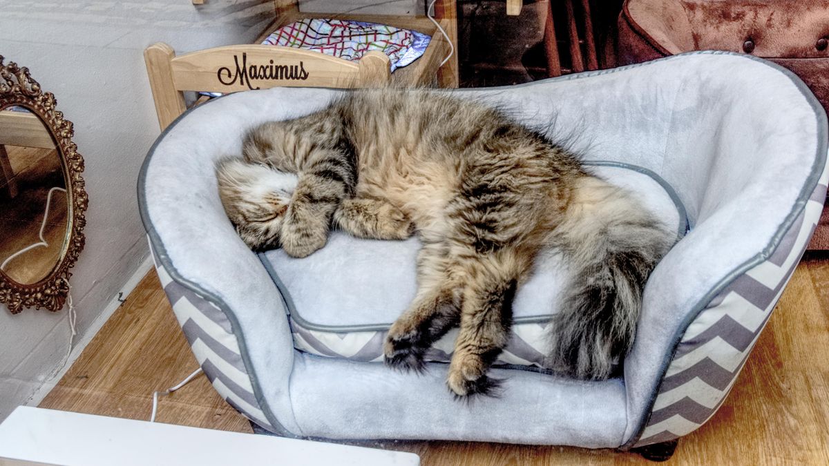 Should you visit a cat cafe? And what to expect when you go PetsRadar