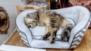 Should you visit a cat cafe? And what to expect when you go