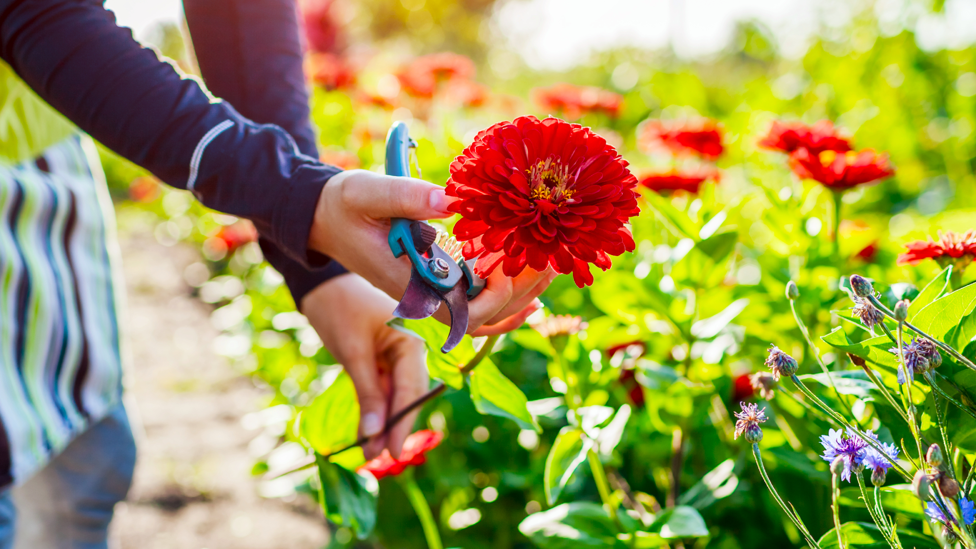 person's hands holding a red zinnia flower just cut from the garden with pruners