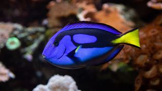 Blue tang