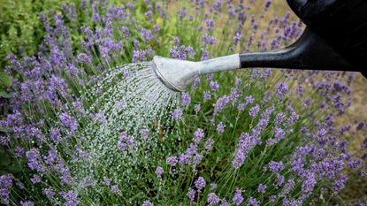 Watering lavender with a can