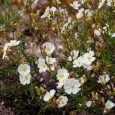 White rock rose or Cistus flowers in drought tolerant garden