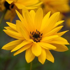 Close up view of a Helianthus 'Autumn Gold' flower head.