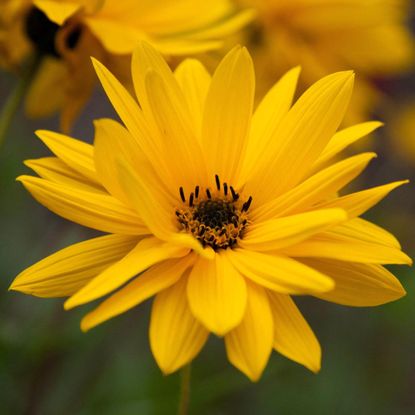 Close up view of a Helianthus 'Autumn Gold' flower head.