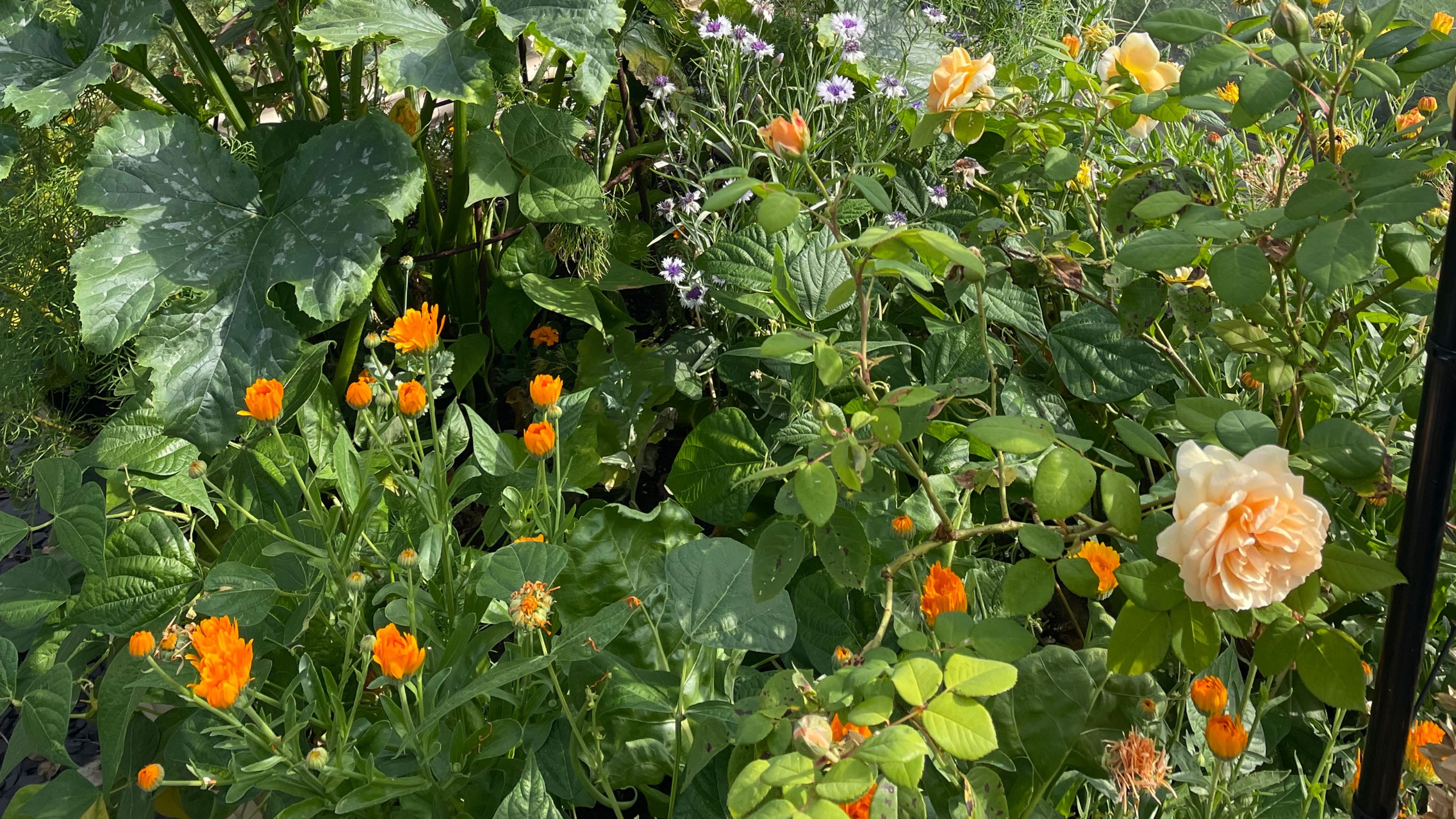 Close up of plants and orange flowers in raised beds