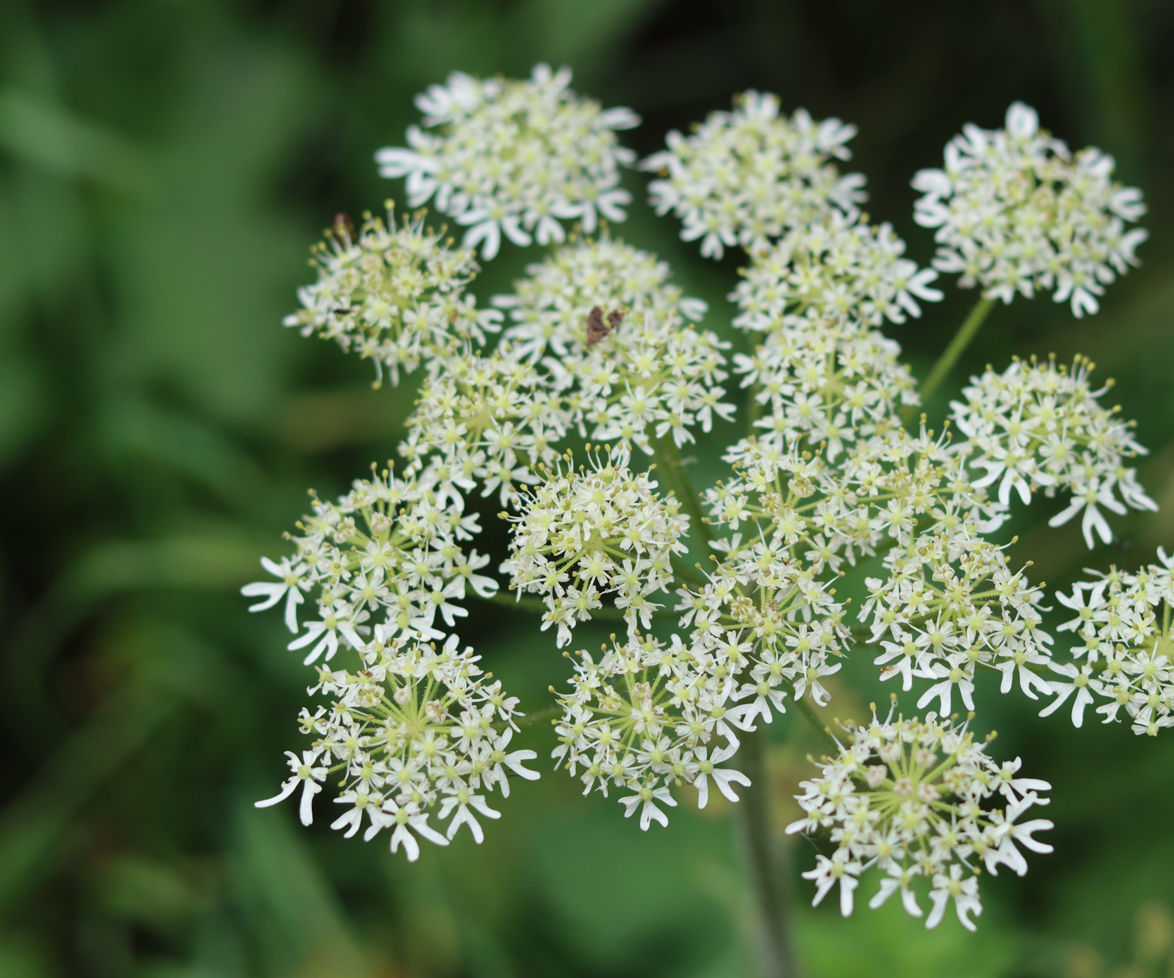 Close up of a wild angelica flower head