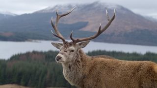 Scottish stag