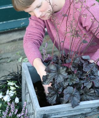 Planting a heuchera in a container