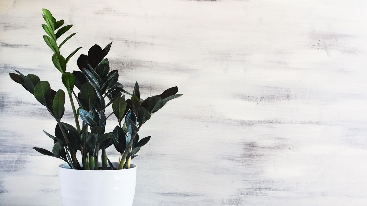 Best houseplants with dark foliage – these 7 plants will add a moody accent to your interiors
