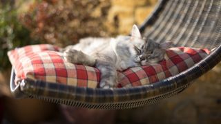 Cat sleeping on garden swing