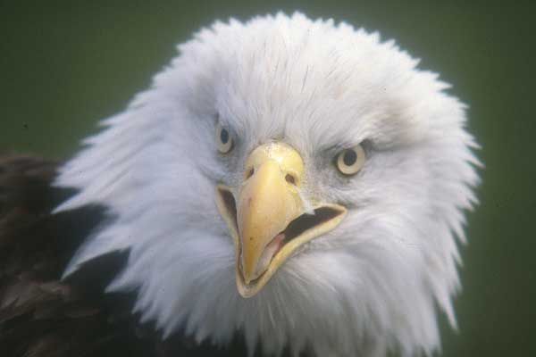 Bald Eagle: National symbol, bird of 'bad moral character'? - - The  Adirondack Almanack