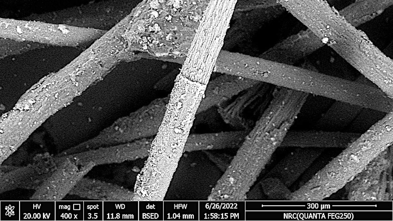 electron micrograph of the screaming woman wig show palm fibers