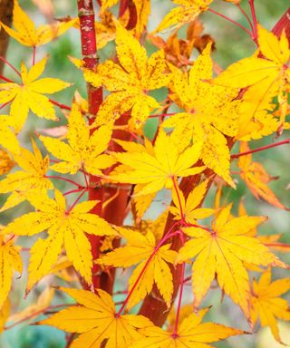 Golden leaves and red bark of Japanese maple coral bark Acer palmatum 'Sango-kaku'