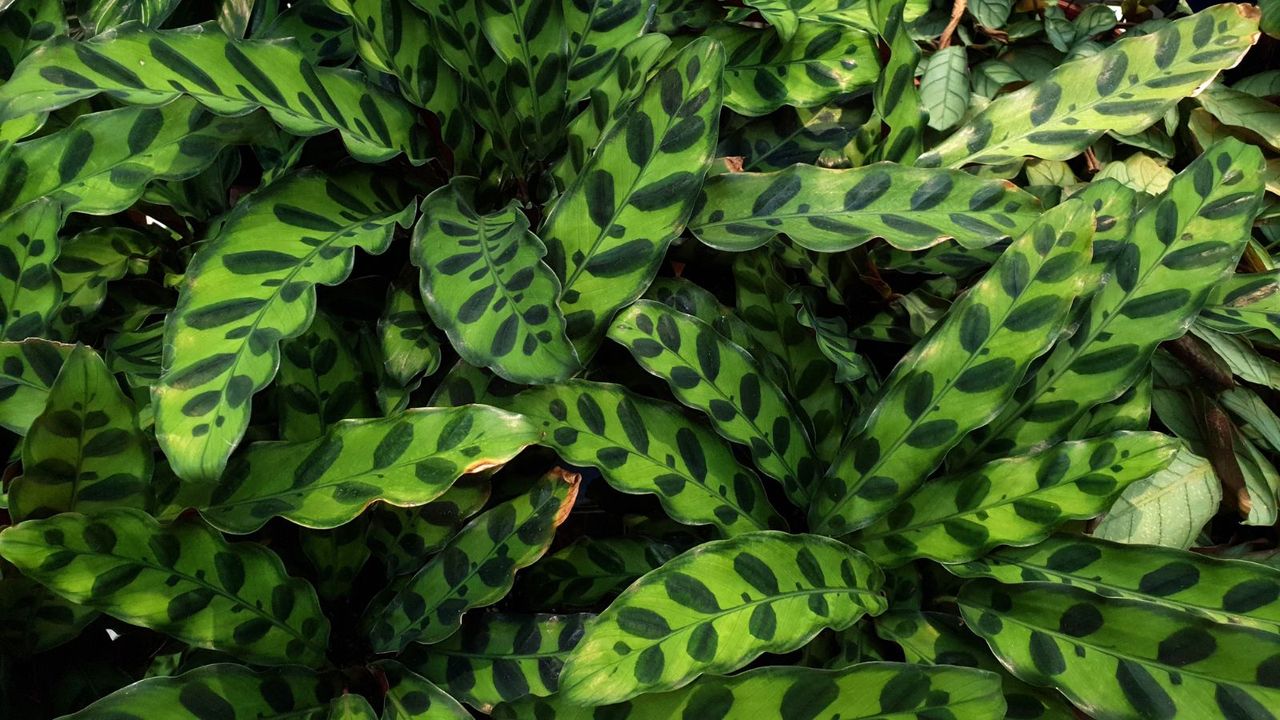 Rattlesnake plant