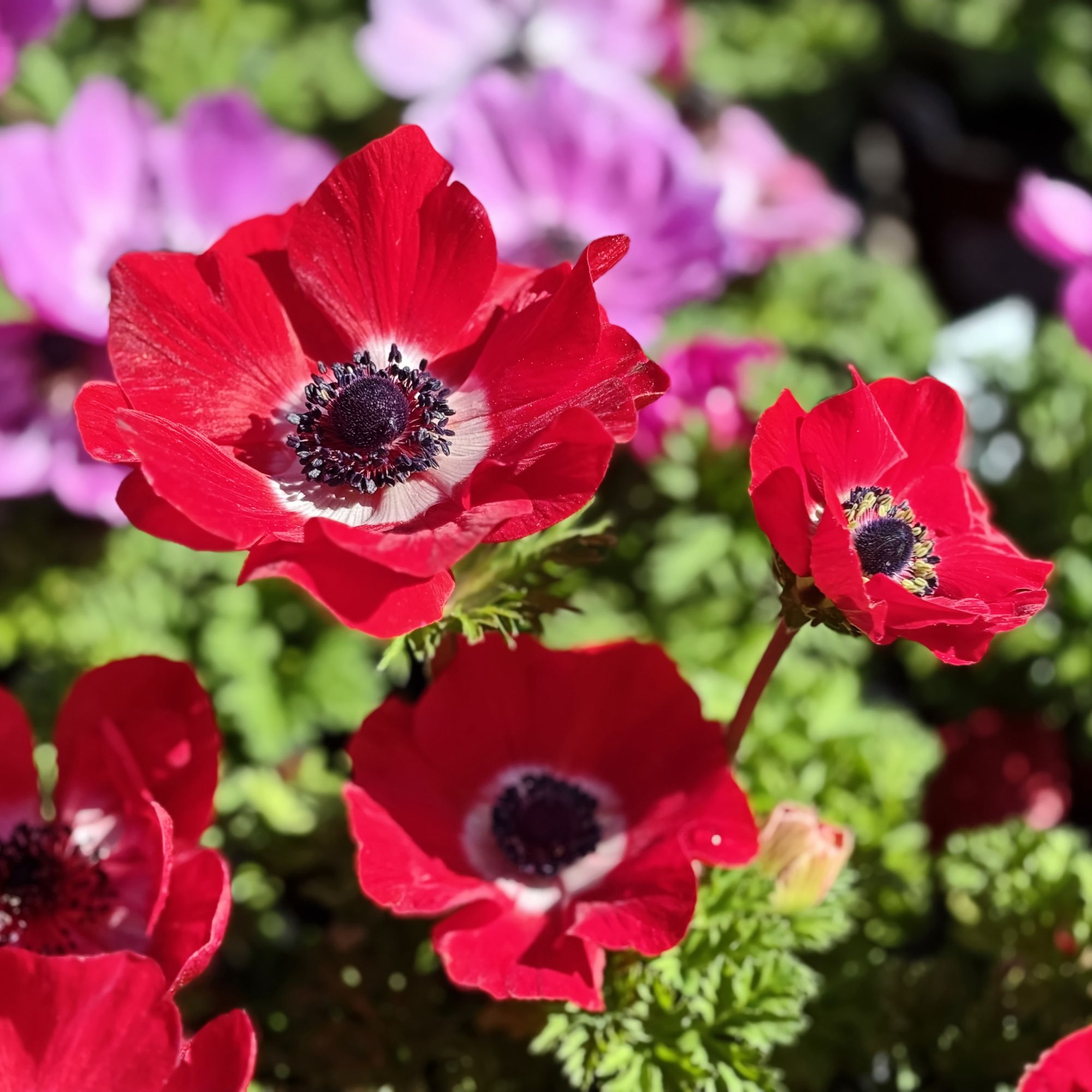 Anemone 'Hollandia' flowers in garden
