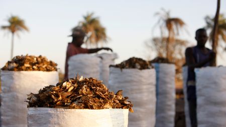 'They cannot compete with the prices that fish factories will pay': How demand for fish meal takes priority over feeding people 
