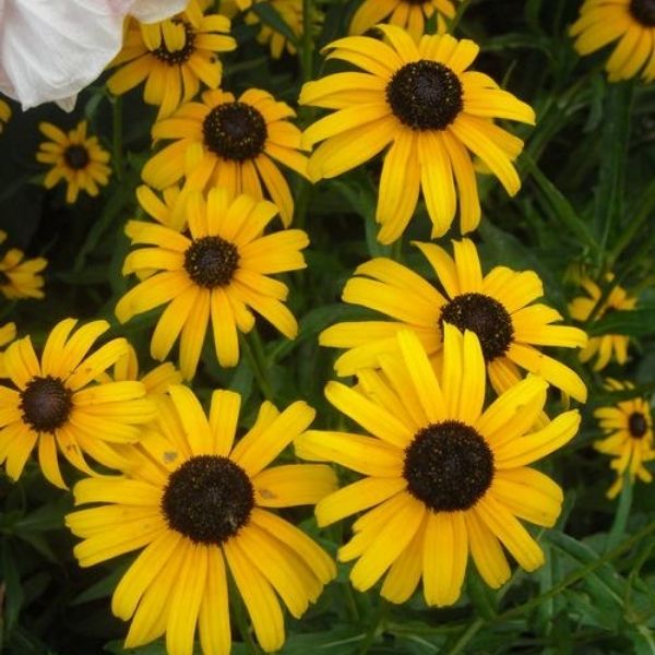 Little Suzy Black - Eyed Susan