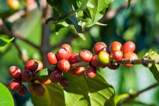 Coffee fruits growing on a plant