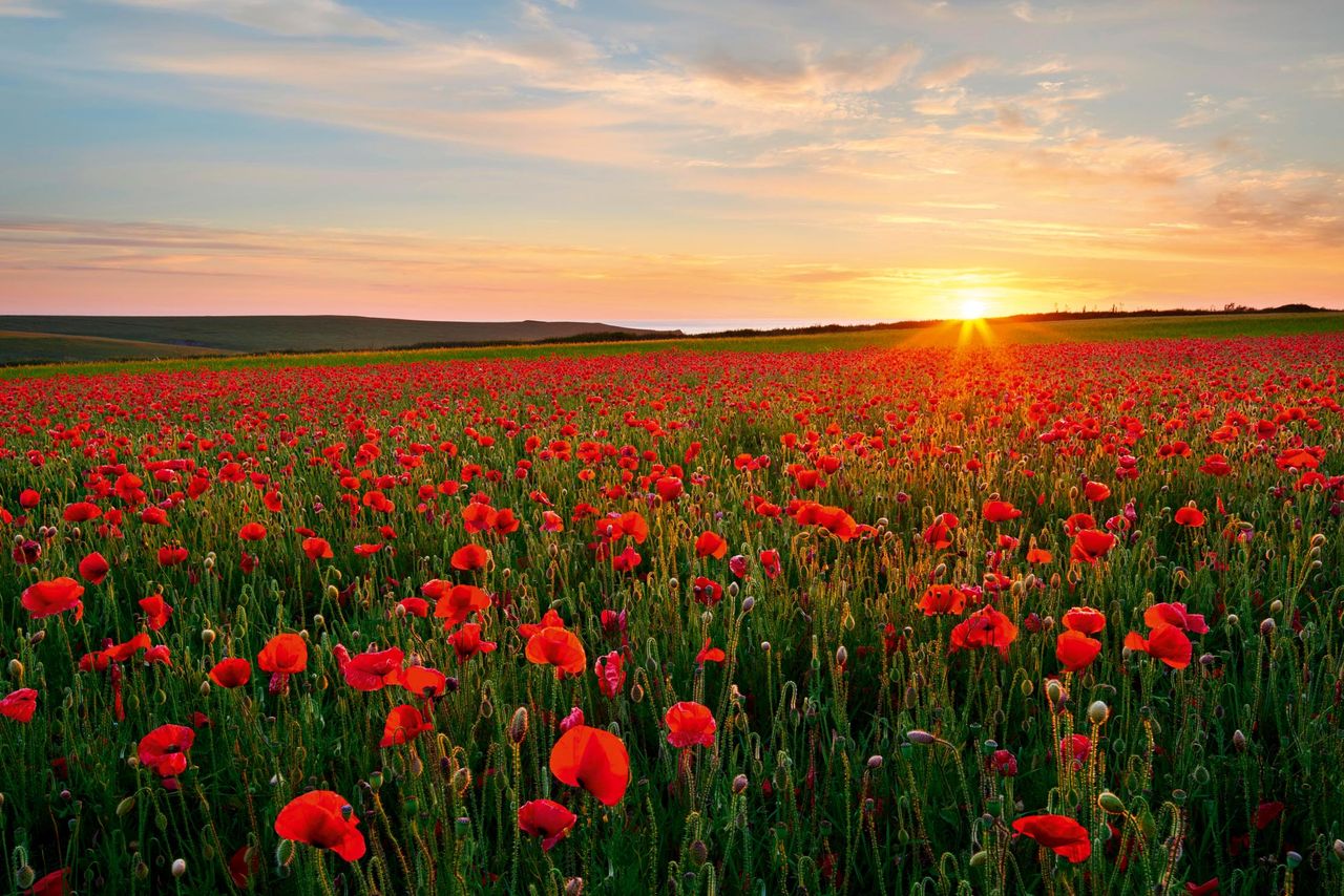 A Poppy field in full bloom, Cornwall.