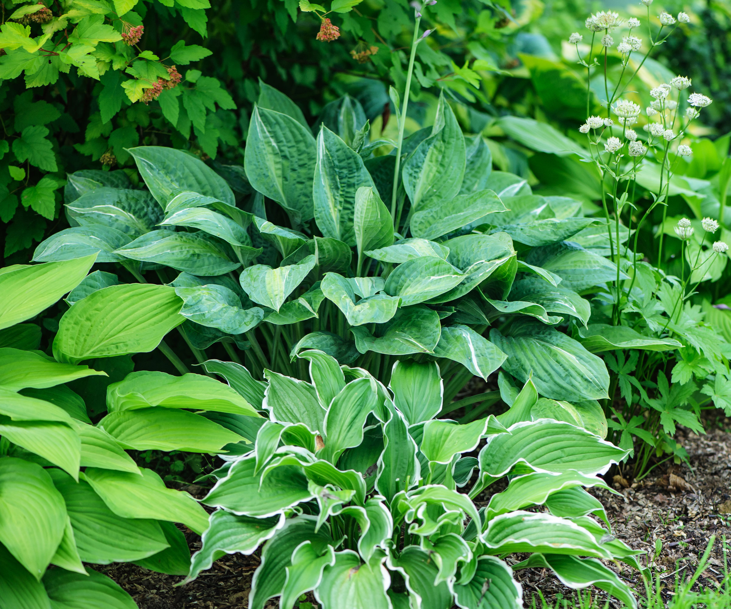 hosta plants growing in backyard