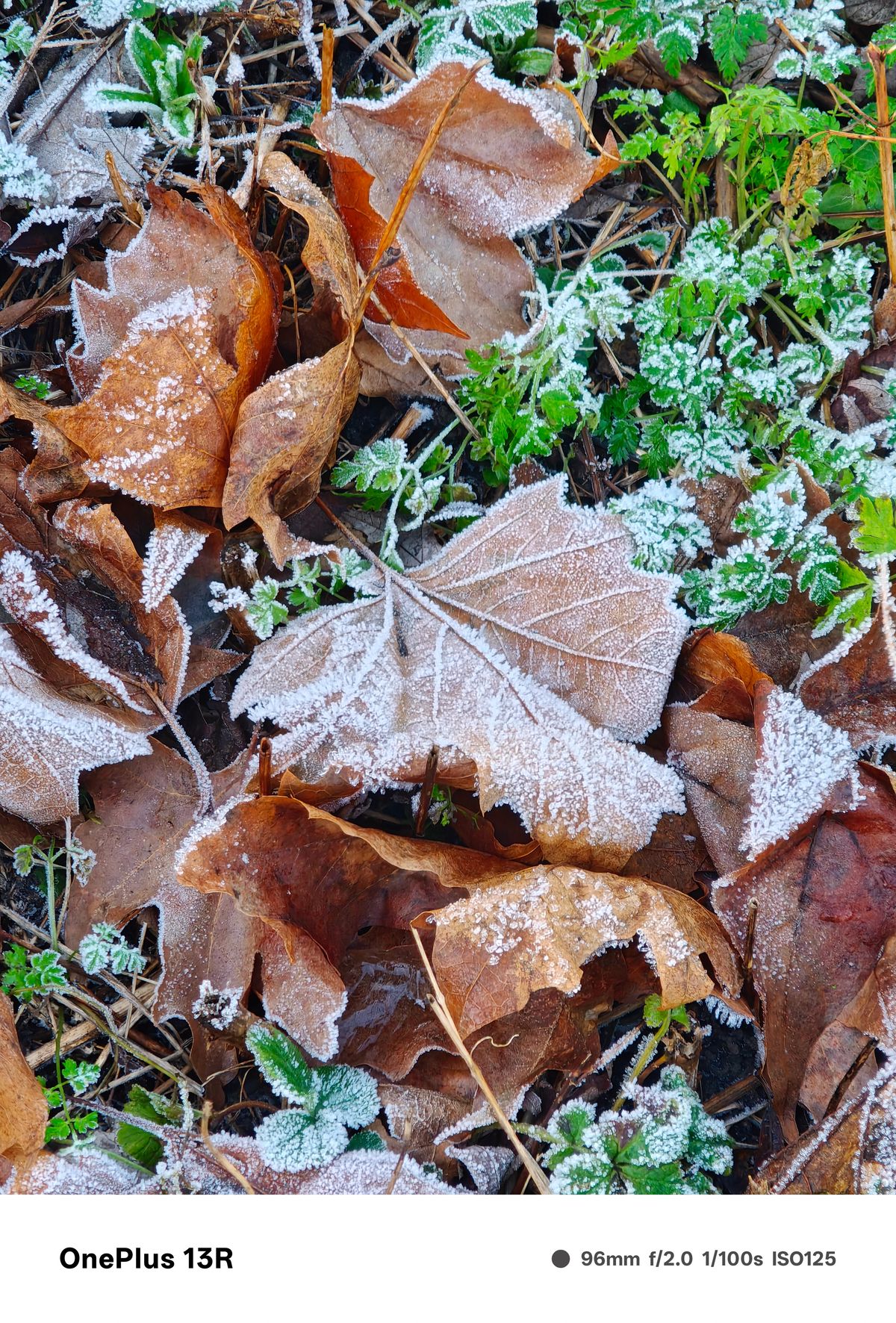 Mix of green and brown leaves on the ground covered in frost
