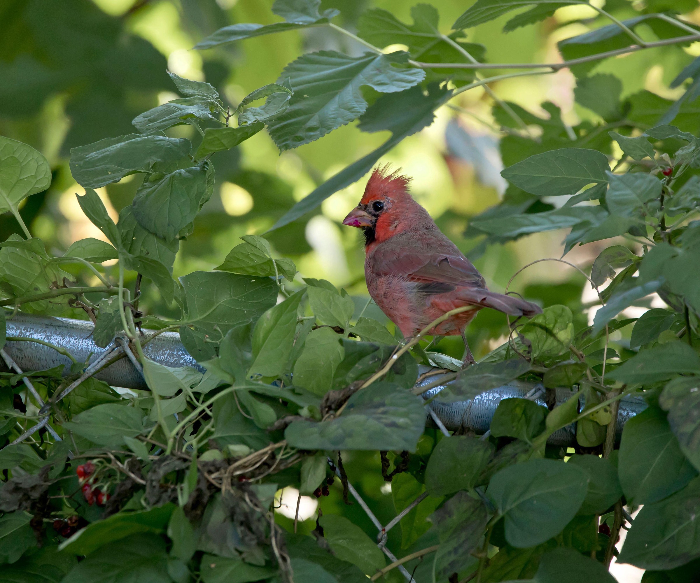 male cardinal sheltering in a bush