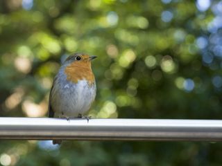 A robin bird sitting on a metal rail
