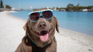 Dog wearing sunglasses