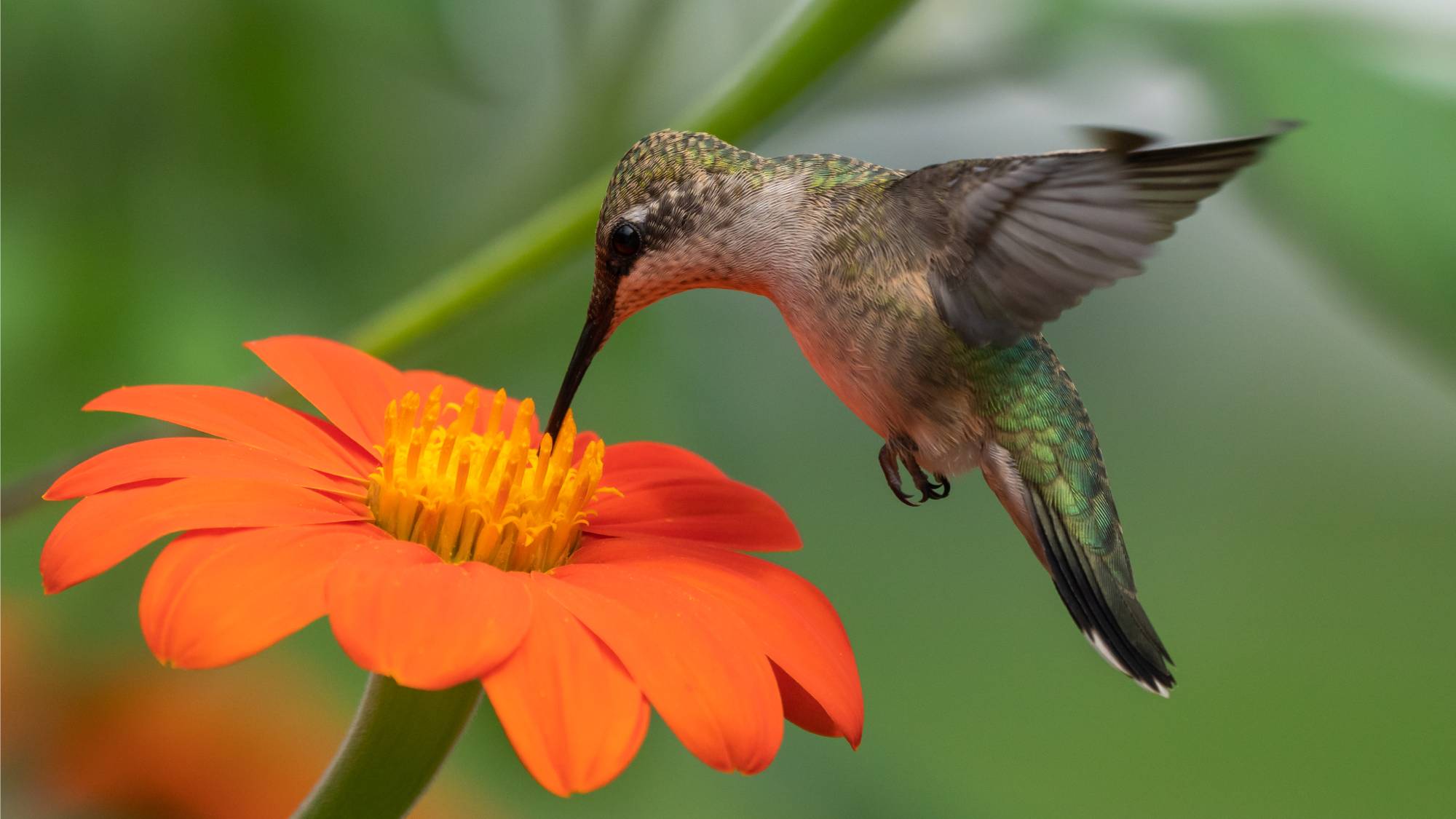 Hummingbird feeding from Mexican sunflower