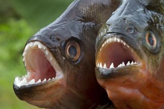 Close up image of two piranhas with their mouth open.