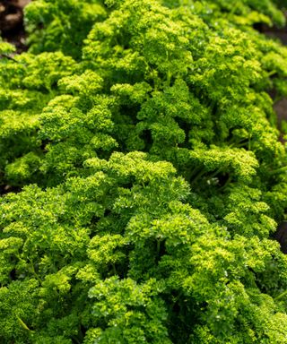 parsley Champion Moss Curled at harvest