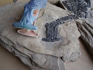 A model of Atopodentatus unicus next to its fossil remains. Notice the two rows of teeth on the bottom jaw.