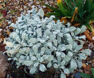 Tanacetum densum subsp amani, grey blue color